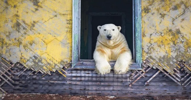 Terk edilen adanın yeni sakinleri