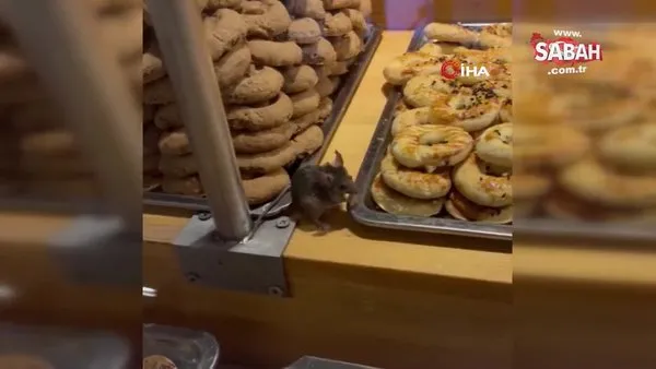 Ünlü zincir markette farenin kurabiye keyfi kamerada | Video