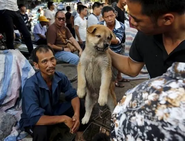 Tüm tepkilere rağmen ’köpek yeme festivali’ başladı