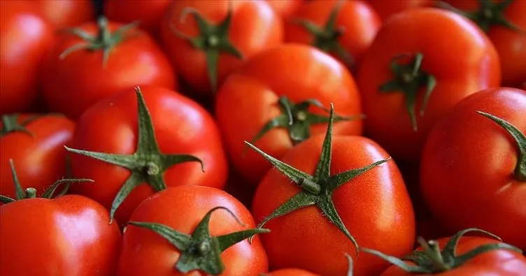 Rusya’nın kotayı artırması domates ihracatçısını sevindirdi