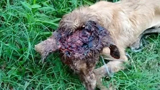 Kafası parçalanmış köpeği iyileştiren adam rekor kırıyor