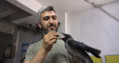 Böyle karga görülmedi: Tüm komutları yerine getiriyor! Hatta…