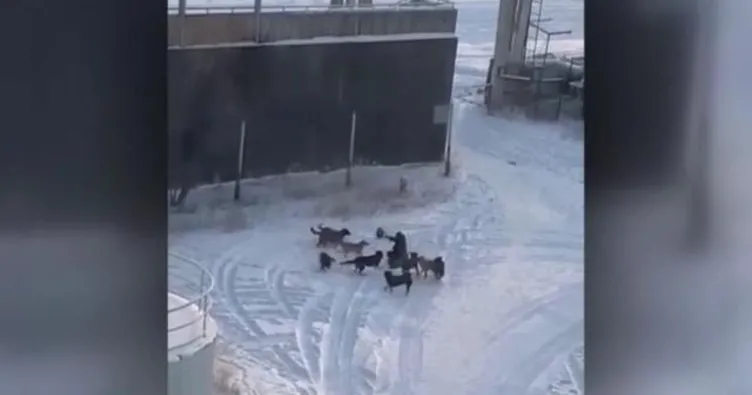 Rusya’da dehşet anları: Bir kadın 9 köpeğin saldırısına uğradı