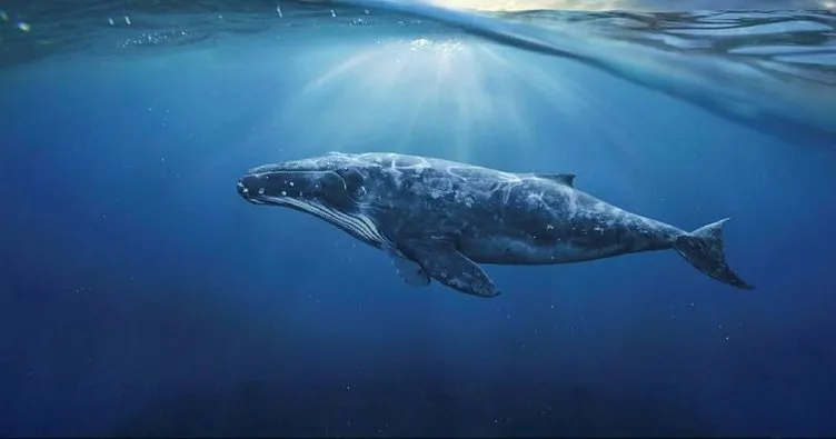 Çin’de 12 balina karaya vurdu
