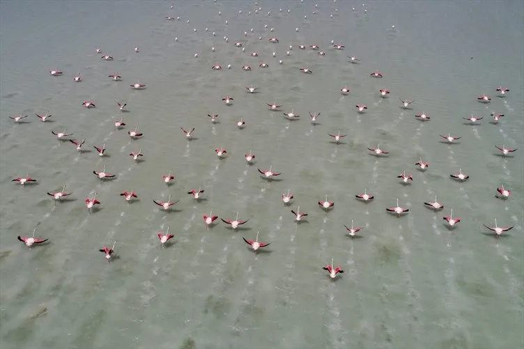 Van Gölü havzasındaki flamingolar görsel şölen sunuyor