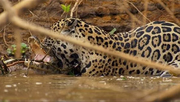 Leopardan ürkütücü av!