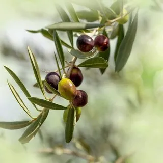 Zeytin yaprağı o sorunu beş günde bitiriyor!