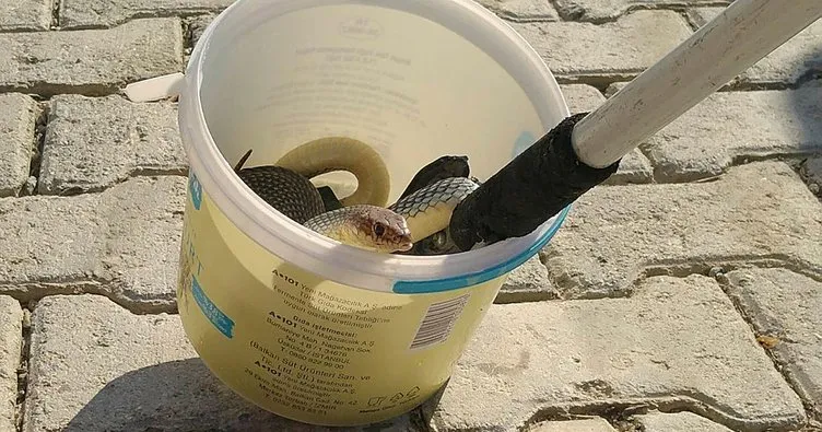 Tandırda yakalanan yılan doğaya salındı