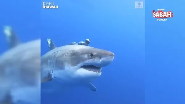 Dev beyaz köpek balığıyla yüzen dalgıçlar