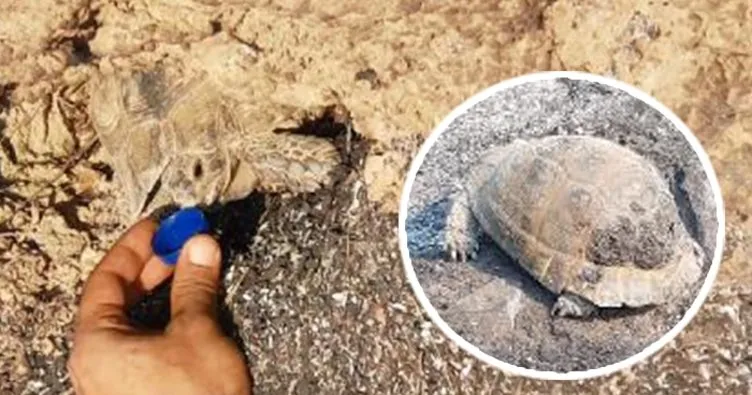 Manavgat’ta mucize kurtuluş: Kaplumbağaya su içirdiler