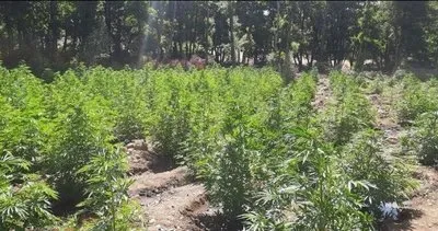Bingöl’de 11 bin 835 kök kenevir ve 2 kilogram esrar ele geçirildi #bingol
