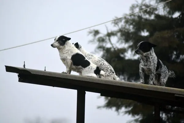 Köpek sanarak büyüttü, yetişince tilki olduğu ortaya çıktı!