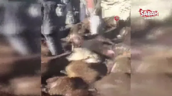 Kağızman’da kurt dehşeti: 190 koyun telef oldu | Video