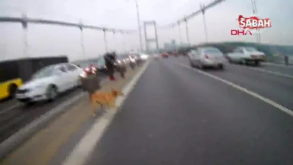 İstanbul'da yolunu şaşırıp köprüye çıkan köpeğe motorcular eskortluk etti | Video