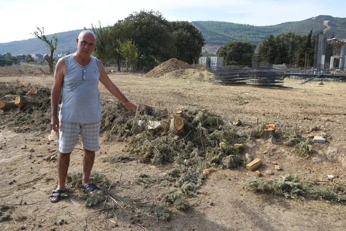 CHP’li belediyeden ağaç katliamı! SABAH, ‘ağaçlar kurudu’ yalanını fotoğraflarla ortaya çıkardı