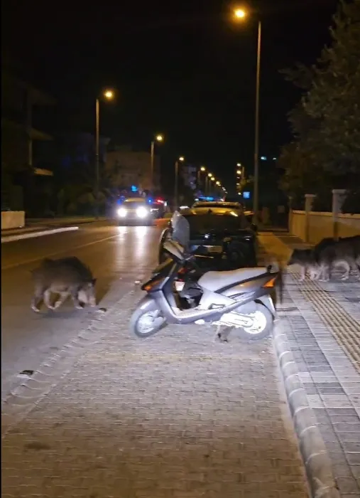 Muğla’da ilginç görüntü: Yaban domuzları merkeze indi!
