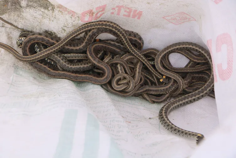 Hakkari'deki o evden 20 yılan daha çıktı...