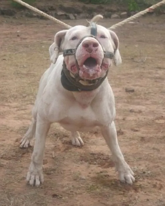 Dünyanın en güçlü 15 köpeği Son Dakika Haberler