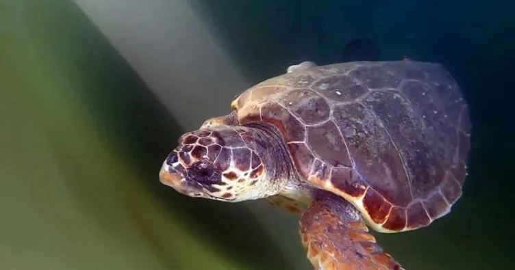 Yer Muğla: Caretta caretta kurtarılamadı
