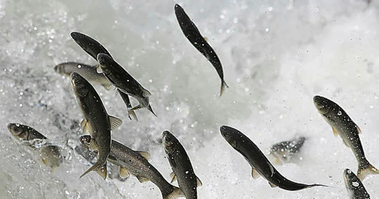 İnci kefalini jandarma koruyor