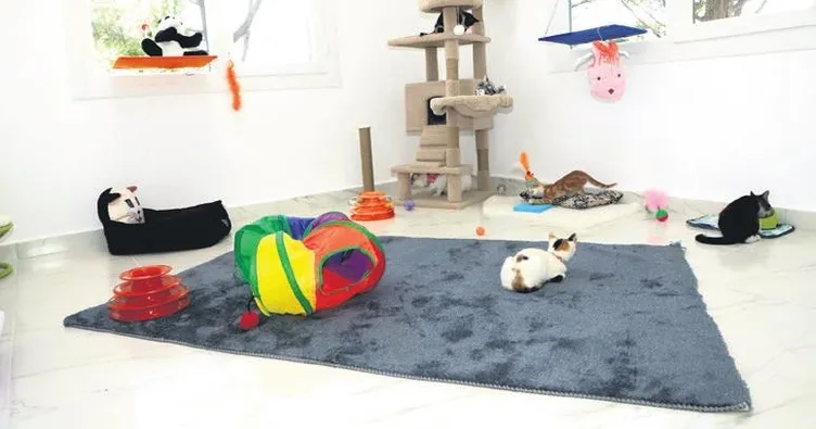 Sokak hayvanlarına teknolojik merkez