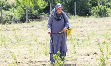 Oğlu ve torunu için aronya üretmeye başladı #karabuk