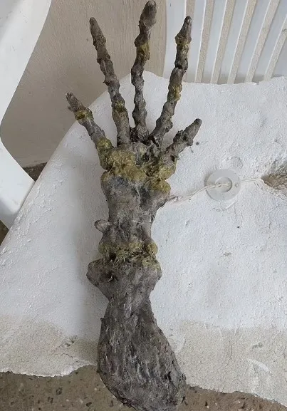 Korkunç elin gizemi! Görüntüler sosyal medyada infial yarattı