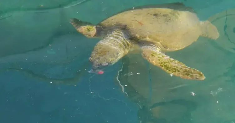 Yaralı caretta carettaya tedavi