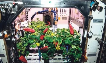 Uzay biberleri iki rekor birden kırdı