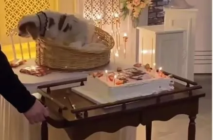 Sosyal medya bu videoyla çalkalanıyor! Düzce’de 6 yaşındaki köpeğe akıl almaz doğum günü partisi