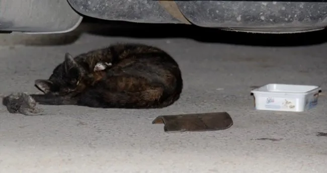 Kayseri Polisinden Kedi Aciklamasi Son Dakika Haberler