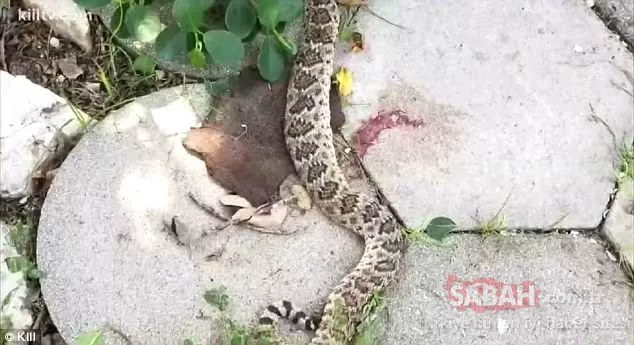 Teksas’da kesik çıngıraklı yılan kafası bir adamı ısırdı