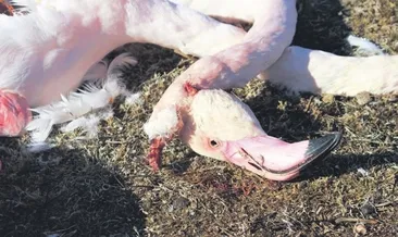 Akgöl Sazlığı’nda flamingo katliamı