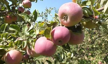 Isparta'da 1 milyon 200 bin ton elma üretimi yapıldı #isparta