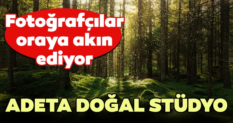 Sarıçam ormanları, doğal stüdyo oldu