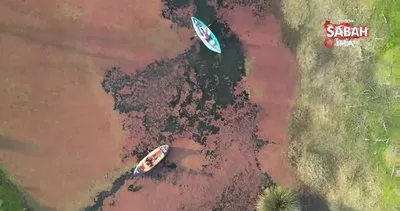 Kızıla bürünen Kızılırmak Deltası görenleri mest etti | Video