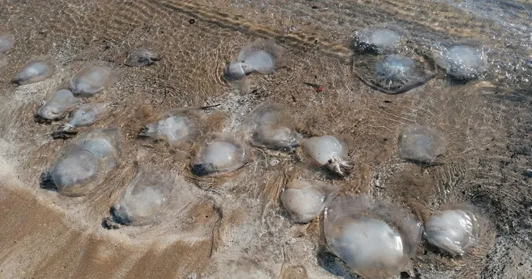 Yüzlerce deniz anası sahile vurdu