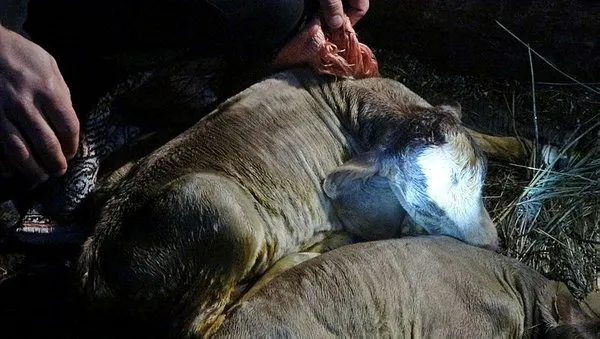 kesilen inekten 5 buzagi cikti olen