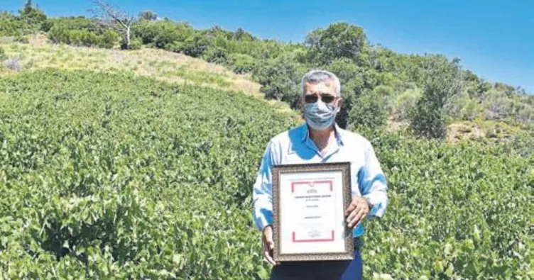 Karabağlar’da üzüm ile kalkınma planı