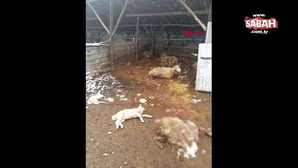 Düzce'de kurtlar 13 koyunu parçalayarak öldürdü | Video