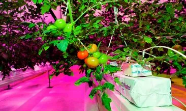 Kapalı ortamda led aydınlatma ile domates yetiştirdiler!