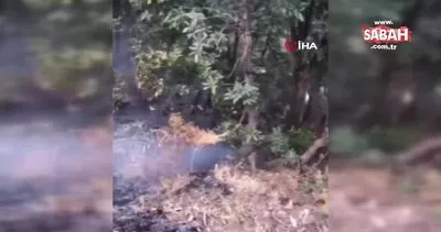 Hakkari’deki orman yangını kontrol altına alındı | Video