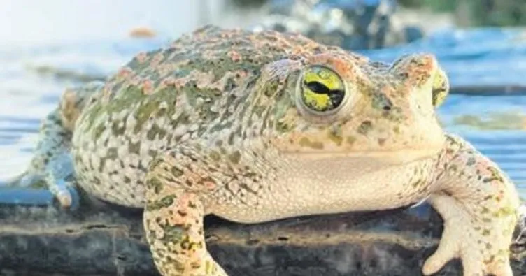 Kurbağa zehrinde dünyayı şaşırtan etki