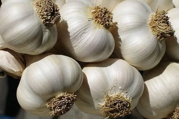 Sarimsak Ve Limon Tansiyonu Dusurur Mu Galeri Kultur Sanat