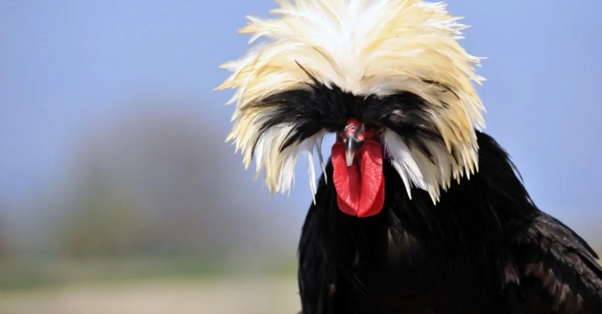 ilginc gorunumuyle dikkat cekiyor fiyati ise dudak ucuklatiyor son dakika haberler