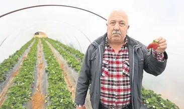 Çilek üreticisinin yüzü güldü