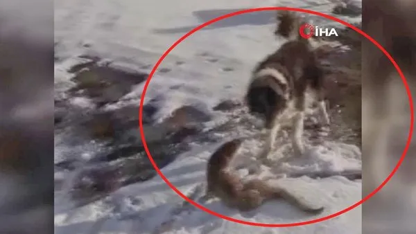 Ardahan'da köpeklerin parçalamaya çalıştığı su samuru son anda böyle kurtuldu | Video