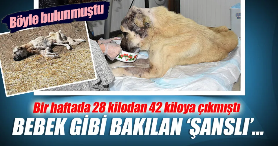 Bebek gibi bakılan "Şanslı" öldü Son Dakika Haberler