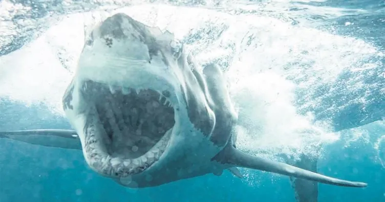 ‘Jaws’la yüz yüze