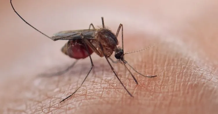 Sivrisinekleri sıtmadan koruyan mikrop keşfedildi
